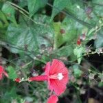 Ipomoea hederifoliaFlower