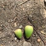 Quercus wislizeni Fruto
