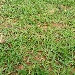 Paspalum fimbriatum Floro