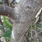 Ficus lutea Casca