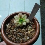 Aeonium decorum 葉