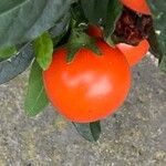 Solanum pseudocapsicum Frucht