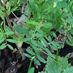 Vicia hirsuta Plante entière