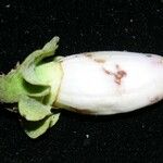 Amphilophium paniculatum Gyümölcs
