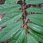 Duboscia macrocarpa Hoja