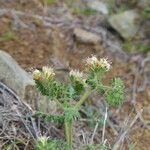 Phacelia distans Elinympäristö