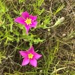 Sabatia campestris Flower