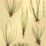 Eleocharis bonariensis Other