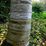 Betula maximowicziana 樹皮