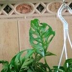 Monstera obliqua Ліст