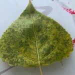 Populus x canadensis Blatt