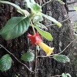 Crantzia cristata Flower