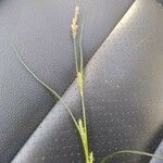 Carex hirta Kvet