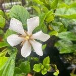 Gardenia brighamii Цвят