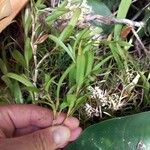 Jacquiniella globosa Лист