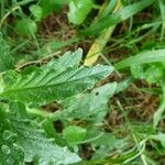 Heliotropium amplexicaule Leaf