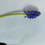 Muscari botryoidesBloem