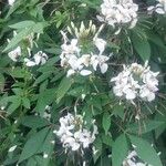 Cleome gynandra Flors