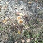 Carlina vulgaris फूल