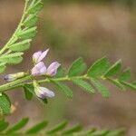 Biserrula pelecinus Leaf