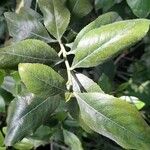 Catha edulis Φύλλο