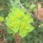 Euphorbia helioscopiaOther