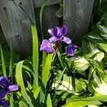 Iris versicolor Кветка