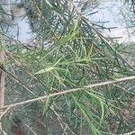 Melaleuca alternifolia Yaprak