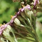 Achillea asiatica Кветка