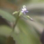 Lobelia longicaulis Flower