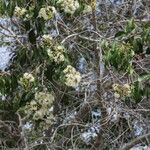 Syzygium guineense Flor