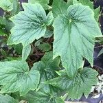 Begonia formosana Leaf