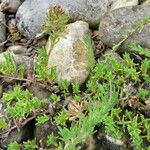 Thymus dolomiticus Blatt