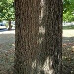 Quercus conferta Bark