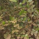 Acokanthera schimperi Blatt