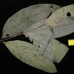 Peritassa laevigata Leaf