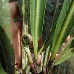 Asplenium africanum Leaf