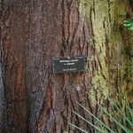 Nothofagus solandri Casca
