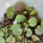 Hydrocharis laevigata Blüte