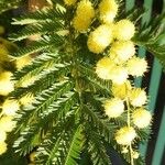 Acacia dealbata Blad