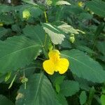 Impatiens pallida Květ