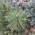 Pinus nigraBlad