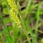 Carex pallescens Blomma