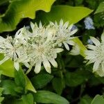 Astrantia majorЦветок