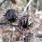 Arctium minus Frukt