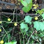 Solanum viarum Feuille