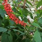 Salvia confertiflora Flower