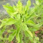 Oenothera parvifloraYaprak