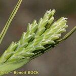 Sclerochloa dura Fruit