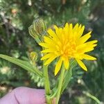 Crepis conyzifolia 花